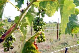 La collection des vignes de Pech Rouge va considérablement s’enrichir ces prochaines années. © La dépêche, 2022
