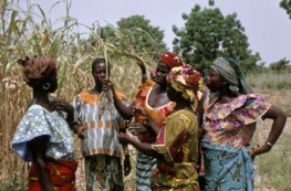 Participation à la sélection de sorgho au B. Faso. © Chantereau, 2002