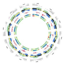 Représentation schématique de différentes caractéristiques de la version 2 de l’assemblage du génome du bananier et de la carte génétique