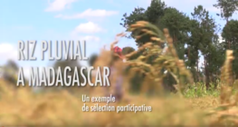 Riz pluvial à Madagascar : un exemple de sélection participative