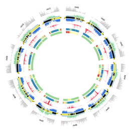 Représentation schématique de différentes caractéristiques de la version2 de l’assemblage du génome du bananier et de la carte génétique. De l’extérieur vers l’intérieur: Densité en marqueurs génétiques, densité en séquences répétées, chromosomes, densité en gènes, proportion de N, taux de recombinaison, et distorsion de ségrégation. © UMR Agap, 2016