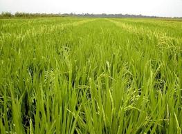 Endogenous florendoviruses are found in many flowering plants, including rice. © J.E. Taillebois, Cirad.