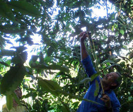 Sampling rubber tree leaves from a collection plot © C.C. Silva, CIRAD