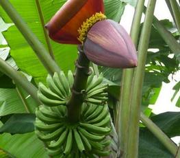 Inflorescence du bananier "Pahang" qui a été utilisé pour produire la séquence de référence. © Cirad, A. D'Hont