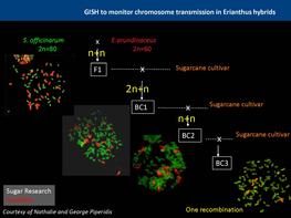 GISH to monitor chromosome transmission in Erianthus hybrids. © JC Glaszmann, 2015.