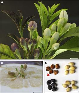 Fig.2 : Wild-Type and Acidless Citrons (C. medica) © E Butelli/Cell Press