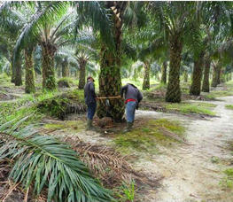 Evaluation des palmiers du bloc génétique : pesée du régime récolté, Aek Loba, Nord Sumatra, Indonésie. © S. Tisné, Cirad