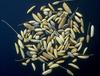 Une étude, publiée dans Nature avec la participation du Cirad, révèle l’extraordinaire diversité génétique du riz © J.-C. Glaszmann, Cirad