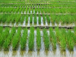 Parcelles de riz. © A. Labeyrie, Cirad.