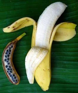 A gauche, fruit avec graines provenant d’un bananier sauvage. A droite, fruit sans graine provenant d’un hybride cultivé du groupe Cavendish. © A. D’Hont, Cirad.
