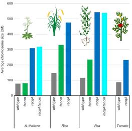 Fig.3: Average genetic size per chromosome in wild type, fancm and recq4 for Arabidopsis, rice, pea and tomato© D Mieulet/Nature