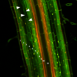 Vue médiane au multiphoton d’une racine de riz 35 :YFP contre-colorée au Iodure de propidium au niveau de la zone de formation des aérenchymes et traitée au ClearSee. 1 : épiderme ; 2 : exoderme ; 3 : sclerenchyme ;4-7 : cortex ; 8 : endoderme ; 9 : pericycle ; 10 : protoxylème ; 11 : metaxylème central. Flèches blanches : formation d’aérenchymes par mort cellulaire et décollement des parois du cortex. © Christophe Périn Cirad, UMR Agap Institut.