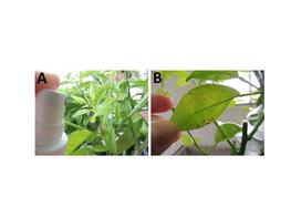 A. Inoculation of Alternata alternaria (spray) on citrus genotypes resistant and susceptible to the disease. B. Symptoms on leaves of the susceptible variety ('Minneola') © Milena Santos Doria