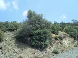 Wild olive (Olea oleaster) tree in the South of the Taurus Mountains (Turkey) which is the primary domestication centre for olive trees © B Khadari