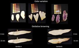 Figure 1.Tuberflesh color (FC) variation and oxidative browning (OB) inDioscorea alataassociation panel. © DEFI Team, UMR Agap Institute, CIRAD