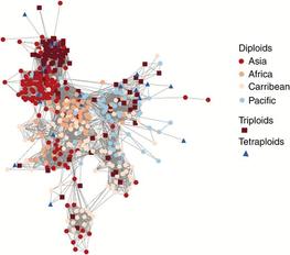 Fig.1: Network showing the genetic relationships between diploid, triploid and tetraploid accessions. The combination of colours and shape represents ploidy levels and geographical origin.© Bilal Muhammad Sharif/Oxford Academic