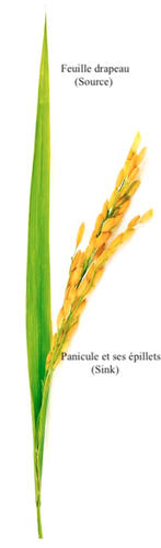 Le ratio sources-puits local affecte la croissance et la photosynthèse du riz sous CO2 élevé. © Shutterstock