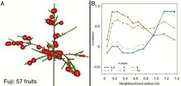 Fig.4 (partial): Physiological responses in simulations at M scale with respect to different tree structures and friction parameters (h). (A) 3-D representation of the tree structures with fruit growth (obtained with h = 8). (B) Correlation between individual fruit growth and the ratio between C assimilated and number of fruits evaluated in neighbourhoods of increasing radius © F. Reyes/Oxford Academic