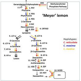 Phylogenetic origin of the genes of the carotenoid pathway of Meyer lemon, revealed by ancestor diagnostic SNPs. Red C. reticulata, blue: C. maxima and yellow C. medica © M do Amaral/Frontiers
