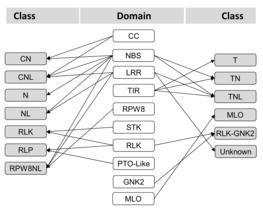 Fig. 1. Combination of domains to define the 13 R gene classes. The main domains are shown in white in the center of the figure. The combinations to form the R gene classes are indicated in left and right sides. © ScienceDirect