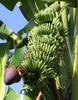 Diploid cultivated banana. © G. Martin, Cirad, UMR Agap Institut