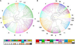 Fig.2: Phylogenetic trees of NAC (A) and MYB (B) based on the protein sequences from five monocotyledons and four dicotyledons species © L. Hennet/Frontiers