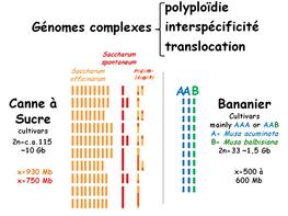 Le bananier et la canne à sucre : deux génomes complexes étudiées dans notre équipe. © Cirad