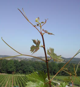 Petit Béclan : cépage rare autochtone du vignoble du Jura. © T. Lacombe, INRAE