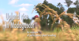 Upland rice in Madagascar: an example of participatory plant breeding