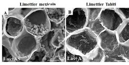 Tolérance au HLB du limettier Tahiti triploïde par rapport au limettier Mexicain diploïde : i) les cellules des vaisseaux du phloème du limettier triploïde sont plus grandes que celles du limettier diploïde, ii) A un stade asymptomatique (Las+AS) des feuilles, les cellules des vaisseaux phloème du limettier triploïde (B) ne sont pas bouchés par de la callose en comparaison avec le limettier diploïde (A) (d’après Sivager et al. ,2021). Bars =30µm