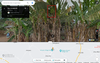 © Figure 2. Spotting a plantain plant in a village in Ghana using Google Street View. Database, Volume 2024, 2024, baae036