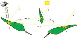 Fig.2:  Some cases of leaf illumination in its natural environment © G Rabattel/Cambridge Univ Press