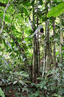 Cacaoyer natif présent en Amazonie équatorienne © C Lanaud