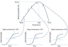 Figure 1. Hierarchical model of the leaf length as a function of the time and temperature. © L. Rouan/Informa UK Limited