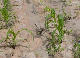 Culture de maïs sur des sols dégradés à cause de la pluie au Cameroun. © Cirad, E. Torquebiau