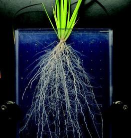 © Système racinaire d'un plant de riz observé en rhizotron. 