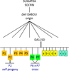 Fig.1: Pedigree of the P2 self-progeny and P6 × P7 cross for the QTL-gene mapping study © N Billotte/Springer