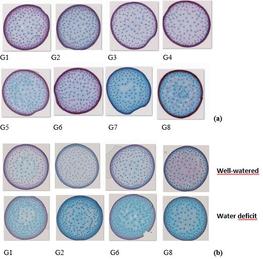 Genotypic variability of sorghum stem histochemistry evaluated by FASGA staining (blue: cellulose; red: other components incl. lignin) - (a) 8 genotypes - well-watered b) 4 of them, 2 water treatments
