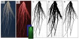 Fig.1 : Steps of the root system image processing pipeline © P. Borianne/Elsevier