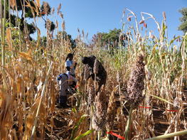 Mesures phénotypiques du sorgho sur une parcelle expérimentale. Versant est du Mont Kenya © Vanesse Labeyrie