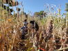 The social relations between farmers play a major role in sorghum diversity © Vanesse Labeyrie
