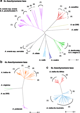 Fig.3 : NJ trees representing the genetic diversity among the Nod-independent Aeschynomene accessions © C Chaintreuil/Springer Nature