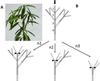 Fig. 1. Photograph of mango growth units showing a mother growth unit bearing three daughter growth units (A) and schematic representation of three modalities of pruning severity (B) © F Normand/Elsevier