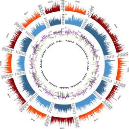 Fig.1: Genomic landscape of the 12 assembled oak chromosomes © C. Plomion / Nature Plants
