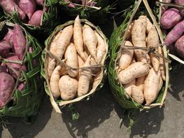 Originaire d’Amérique tropicale, la patate douce était déjà cultivée en Polynésie lors de l’arrivée des premiers explorateurs européens. © Cirad, V. Lebot