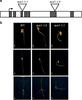Figure: Low P promotes root hair growth (left) and increases auxin response reporter DR5:VENUS fluorescence (right) © MJ Bennett/Nature Communications