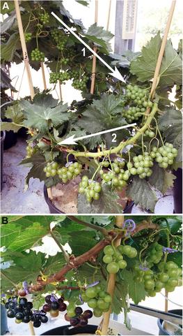 FIGURE 1. The typical continuous fruit development along a microvine proleptic shoot © Torregrosa/Frontiers
