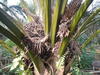 Inflorescences mâles et femelles d'un palmier à huile (plante monoïque). © Cécile Bessou, CIRAD