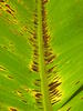 © Wikipédia : Black_Sigatoka