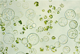 Leaf protoplasts and embryogenic callus. © D. Dambier, Cirad